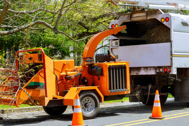 How Our Tree Care Process Works  in  Rib Mountain, WI